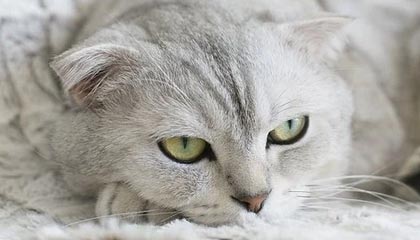 开云体育下载-快手宣布与CBA联赛达成合作 获得今赛季赛事直播及短视频权益